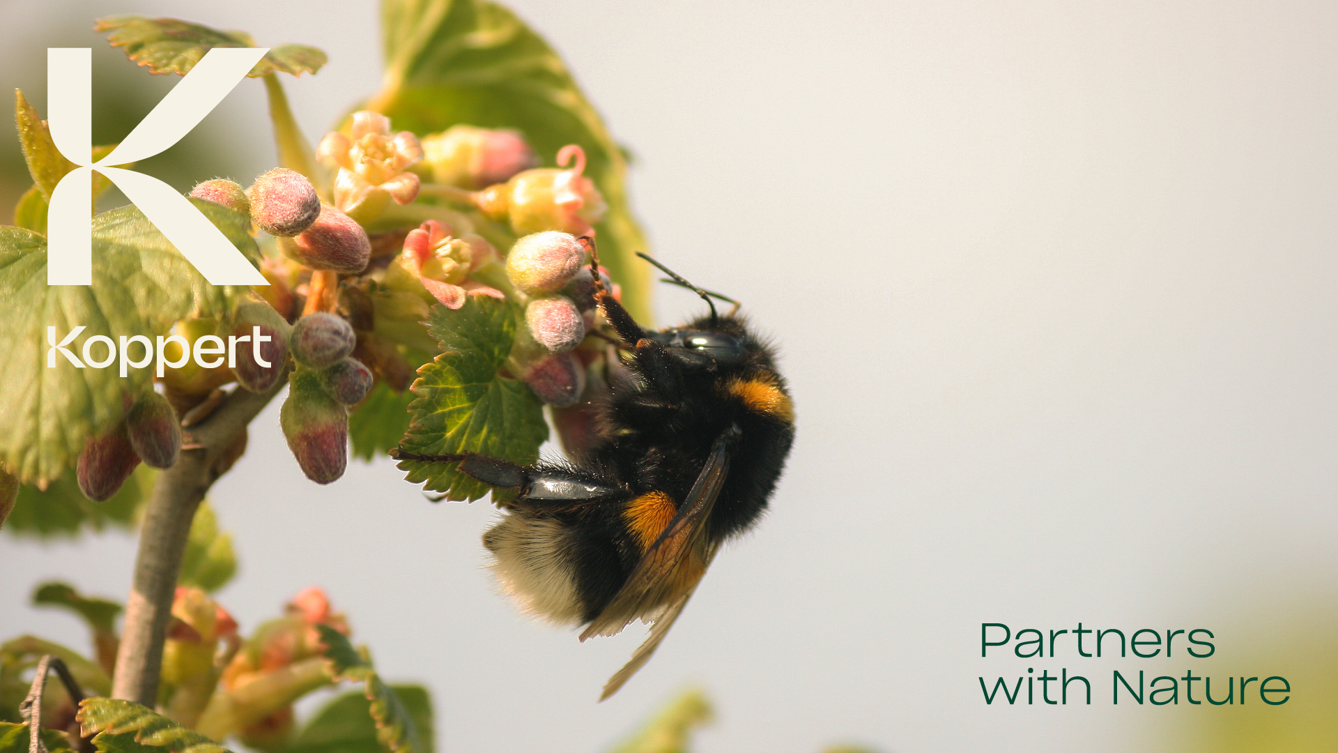 Koppert apresenta nova imagem corporativa inspirada na natureza